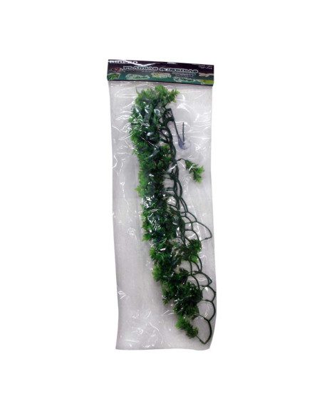 Terrarium Plant