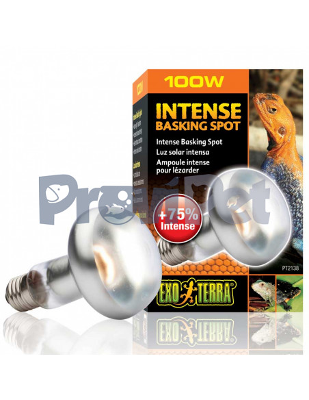 Intense Basking Spot