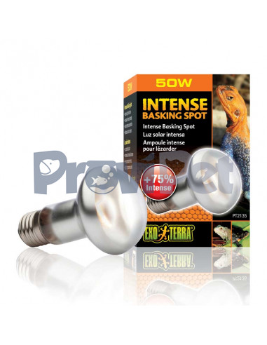 Intense Basking Spot