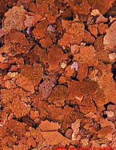 Color Enhancing Tropical Flakes 2