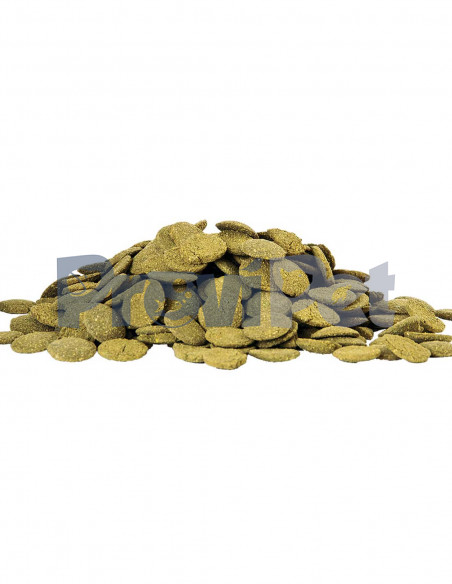 Algae Rounds Algae Rounds