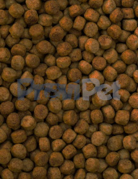 Perfect Sense Senior Perfect Sense Senior