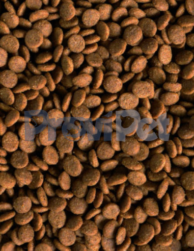 Adulto Raza Mediana y Grande