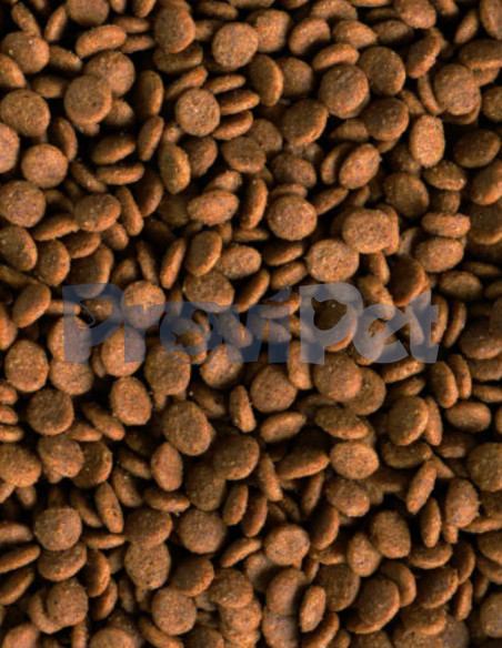 Adulto Raza Mediana y Grande