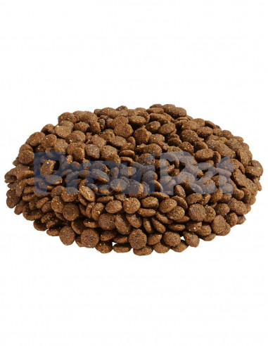 Cachorro Raza Mediana y Grande