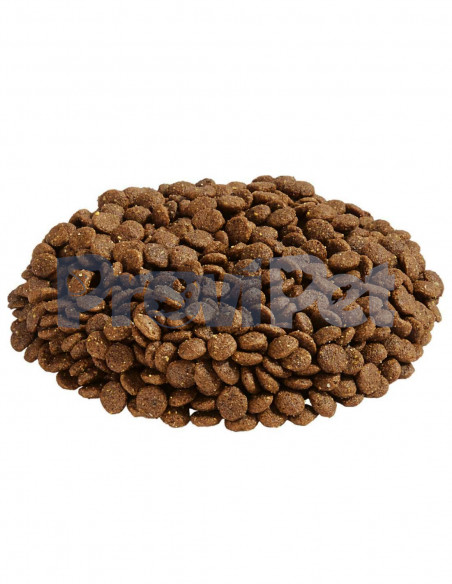 Cachorro Raza Mediana y Grande