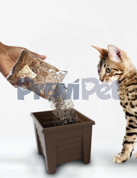 Repuesto De Pasto Para Gatos (Semillas y Sustrato) 