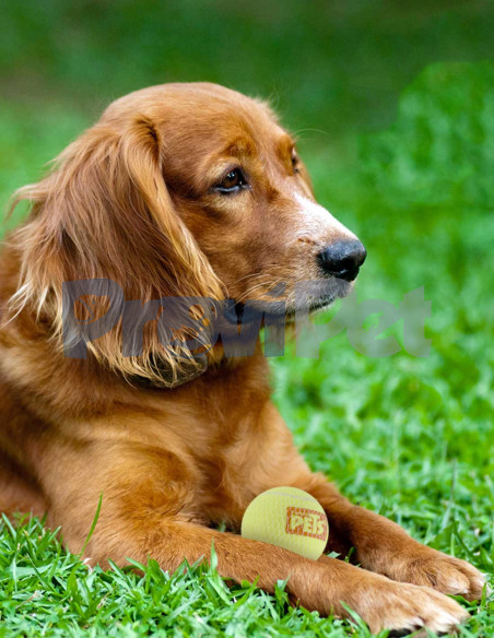 Pelota De Tenis Con Squeaker