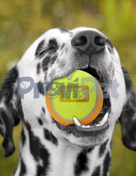 Pelota De Tenis Bicolor