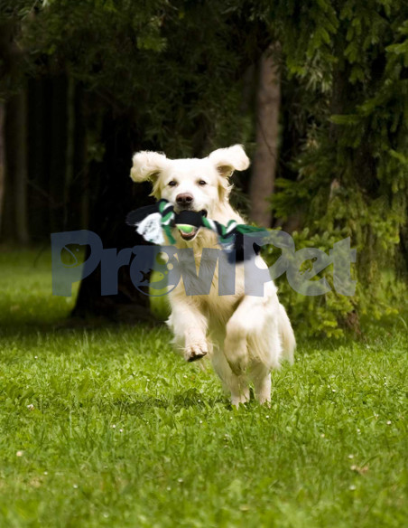Hueso De Hilo Con Bola De Tenis