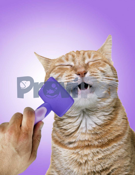 Cepillo Con Puntas Redondeadas Cepillo Con Puntas Redondeadas