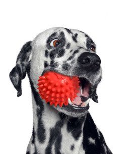 Pelota De Caucho Spiny 2