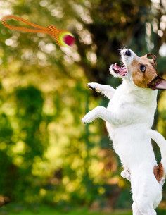 Jaladera Con Pelota 2