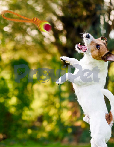 Jaladera Con Pelota