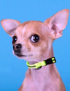 Collar Verde Con Bandas Reflejantes 2