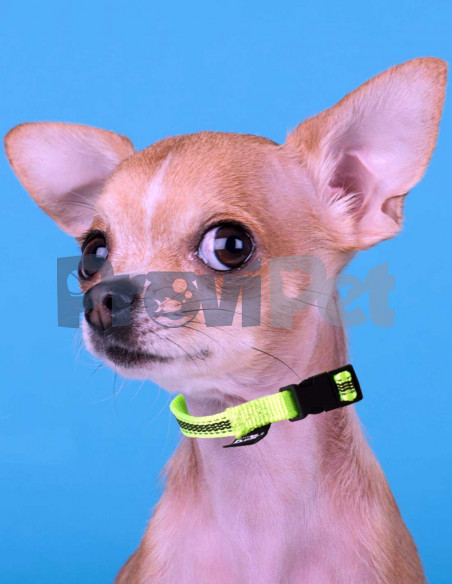 Collar Verde Con Bandas Reflejantes