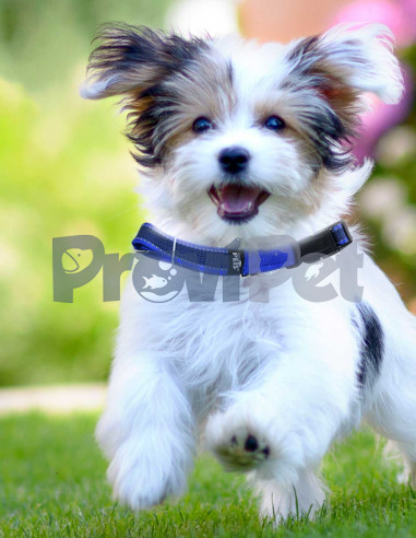 Collar Azul Con Bandas Reflejantes