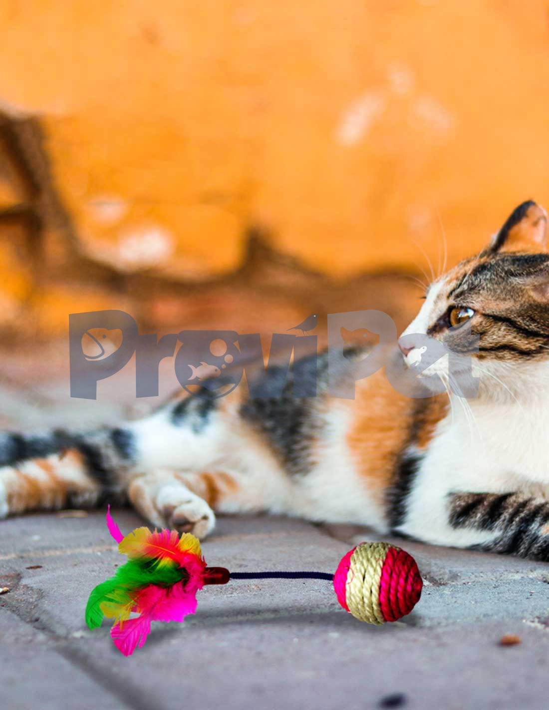 Fotomural Bolas de Petanca con un gato (cochonnet)