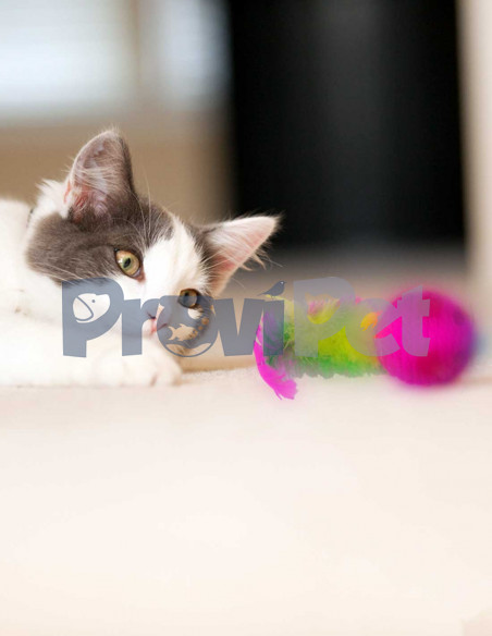 Raton Bola Con Plumas