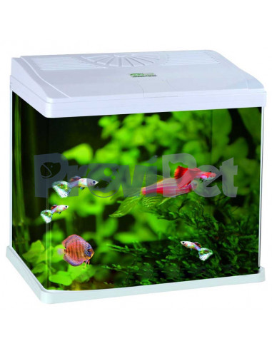 Mini Aquarium