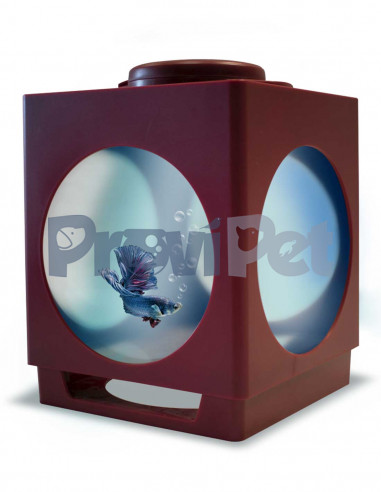 Betta Projector Betta Projector