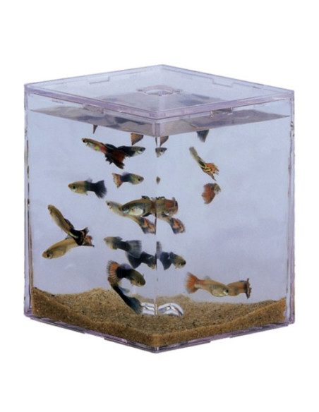 Mini Betta Series