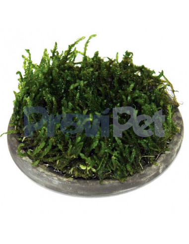 Water Plant Cultivation