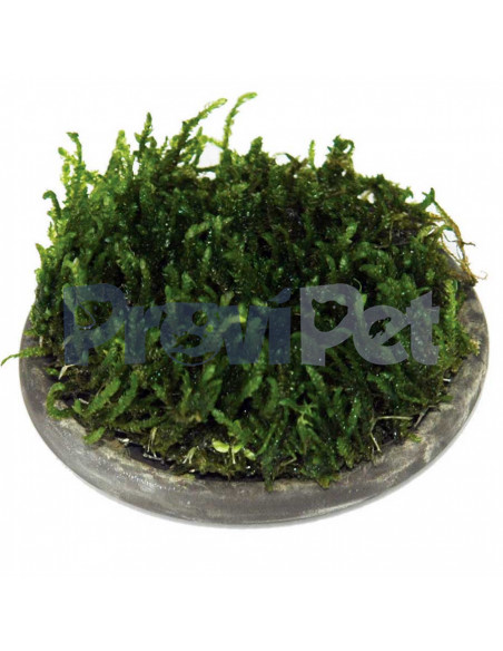 Water Plant Cultivation