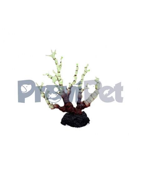 Creative Coral Series Creative Coral Series