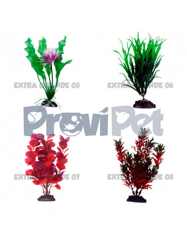 Aquarium Plant